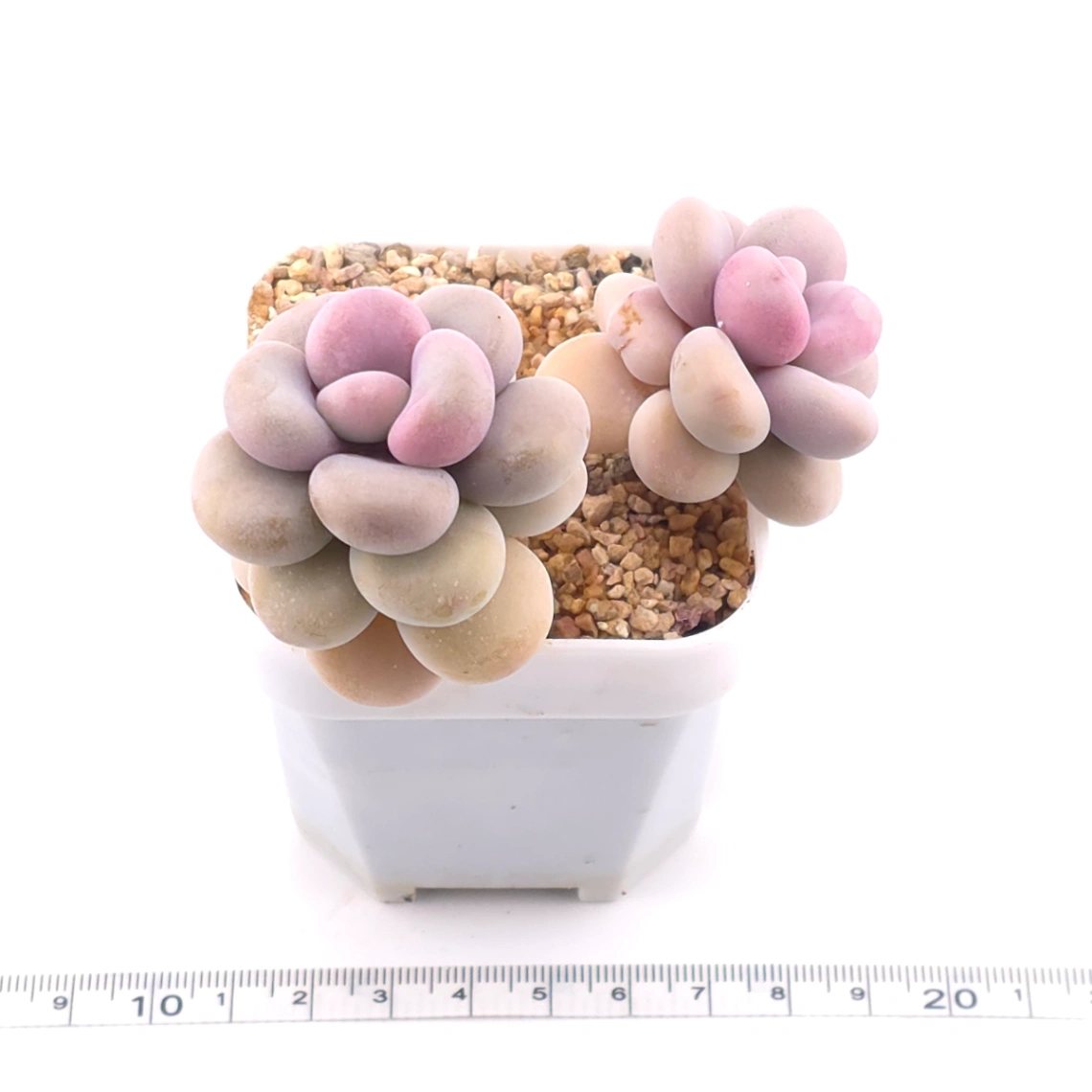 Graptopetalum amethystinum ‘Lavender Pebbles / Pink Moonstone’ | 桃蛋 thumbnail 3