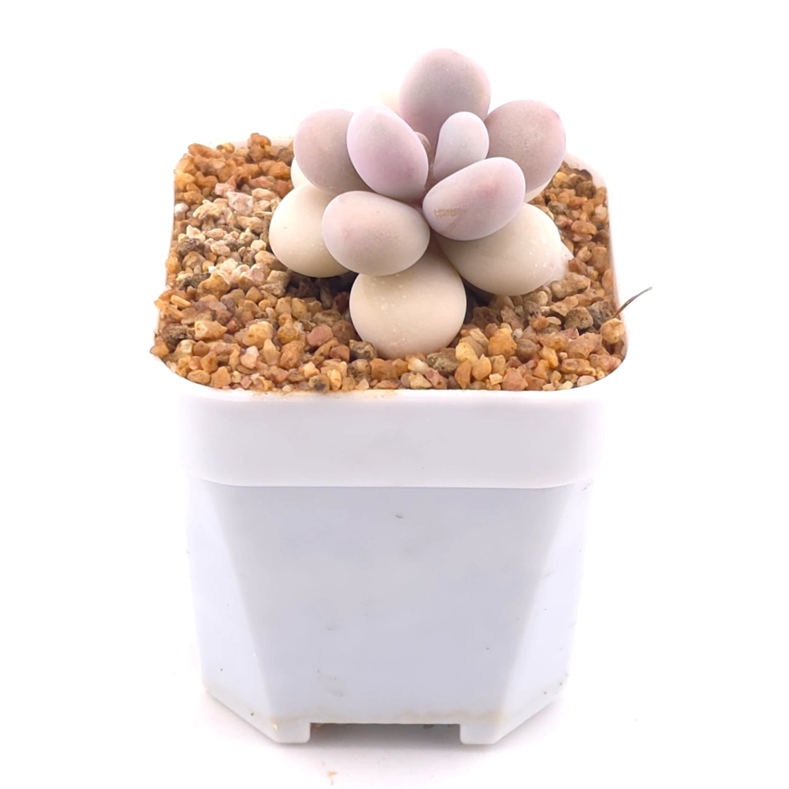 Graptopetalum amethystinum ‘Lavender Pebbles / Pink Moonstone’ | 桃蛋 thumbnail 2