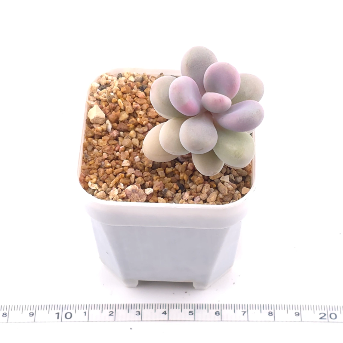 Graptopetalum amethystinum ‘Lavender Pebbles / Pink Moonstone’ | 桃蛋 thumbnail 3