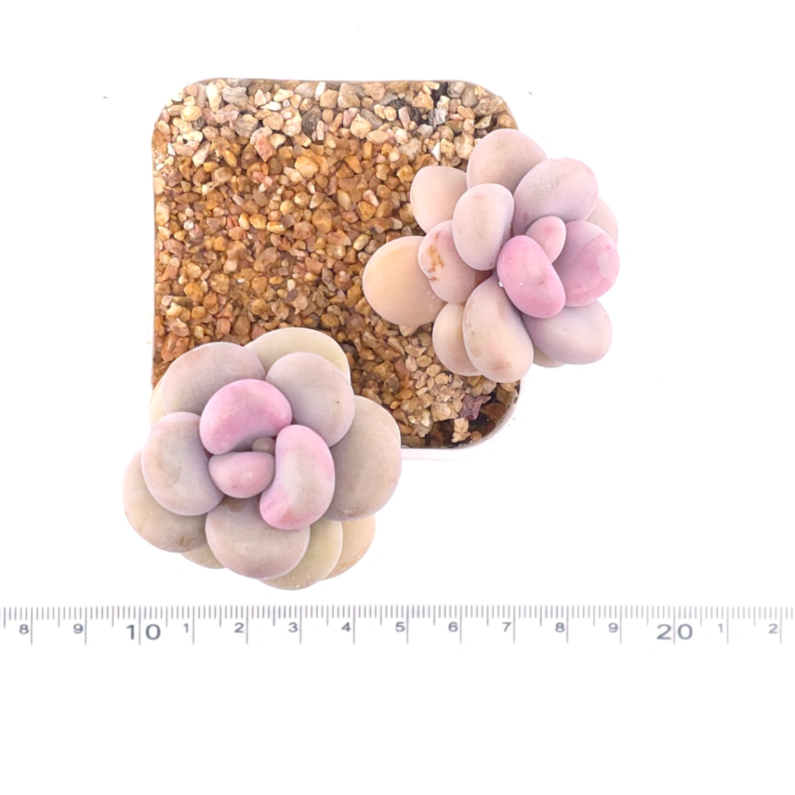 Graptopetalum amethystinum ‘Lavender Pebbles / Pink Moonstone’ | 桃蛋 thumbnail 4