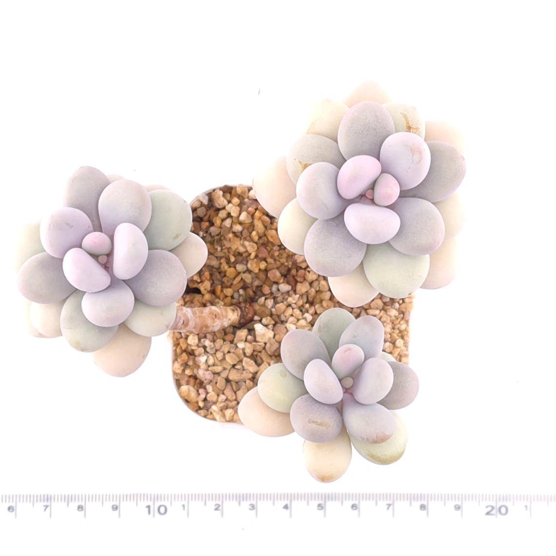 Graptopetalum amethystinum ‘Lavender Pebbles / Pink Moonstone’ | 桃蛋 thumbnail 4