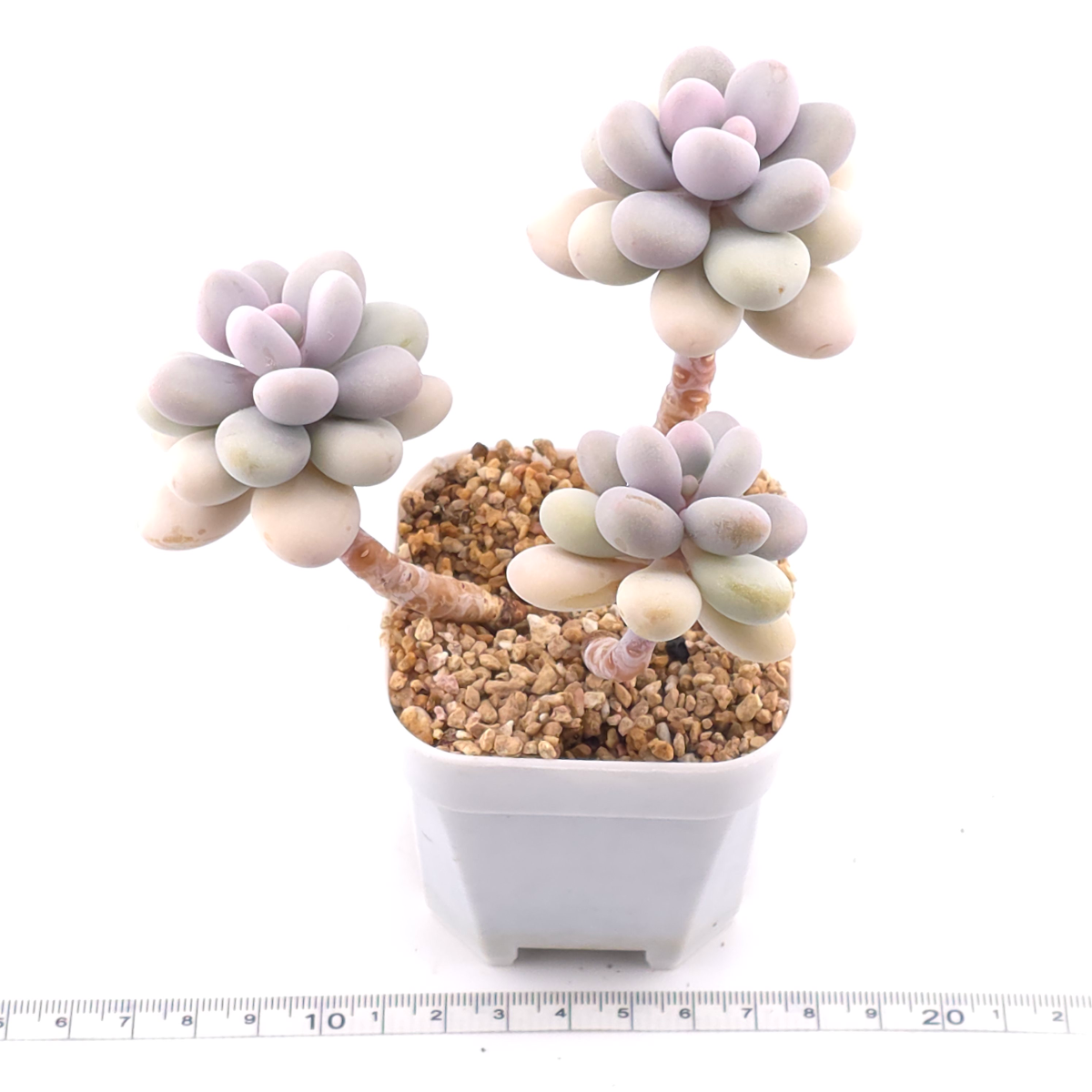 Graptopetalum amethystinum ‘Lavender Pebbles / Pink Moonstone’ | 桃蛋 thumbnail 3