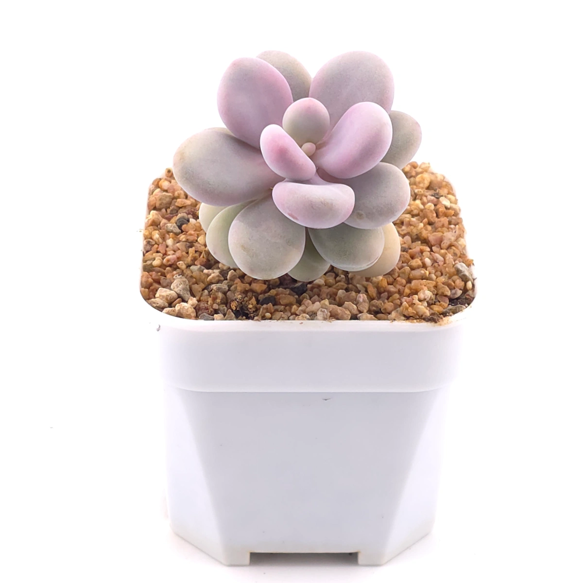 Graptopetalum amethystinum ‘Lavender Pebbles / Pink Moonstone’ | 桃蛋 thumbnail 2