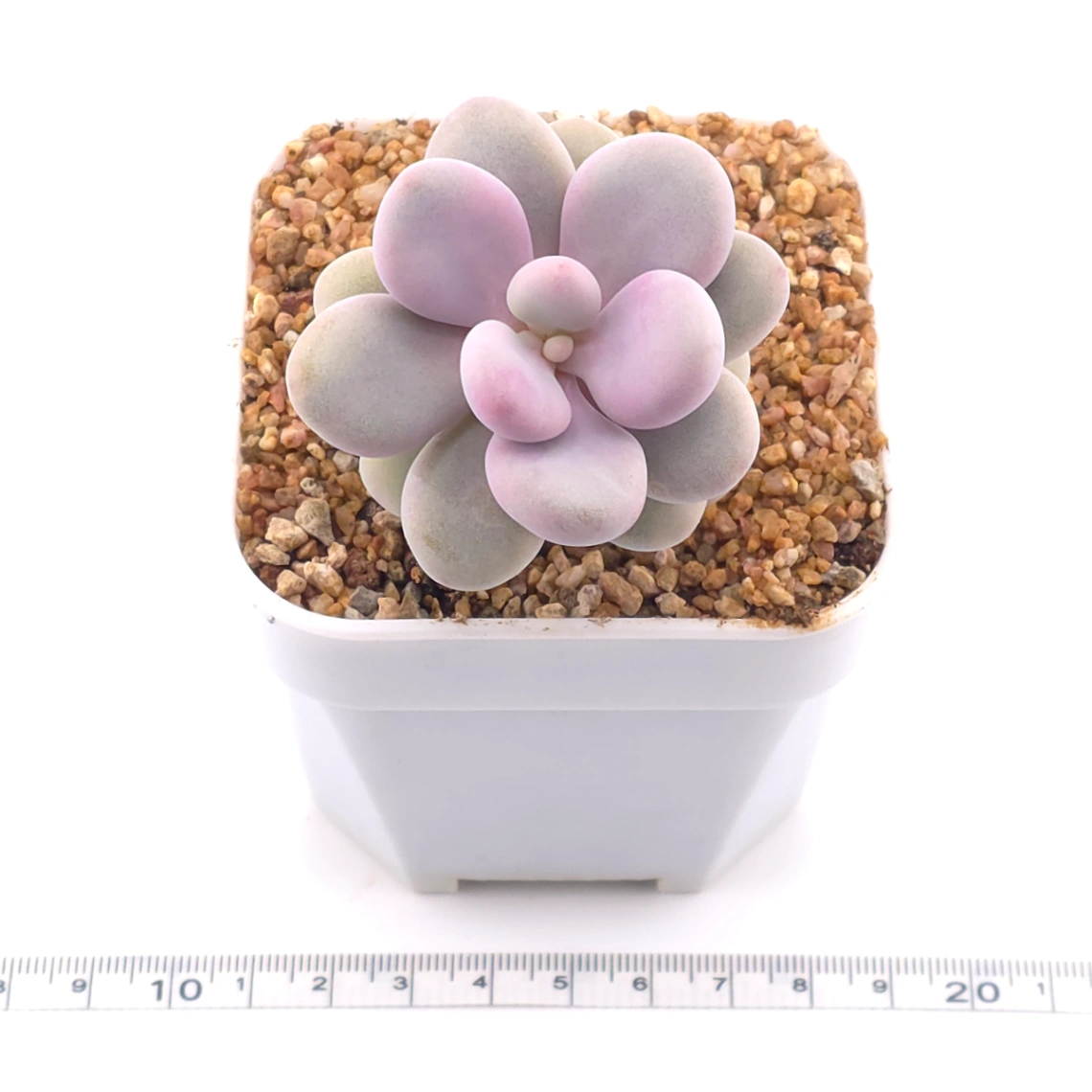 Graptopetalum amethystinum ‘Lavender Pebbles / Pink Moonstone’ | 桃蛋 thumbnail 3