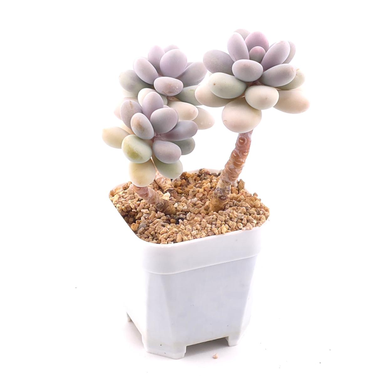 Graptopetalum amethystinum ‘Lavender Pebbles / Pink Moonstone’ | 桃蛋 thumbnail 2