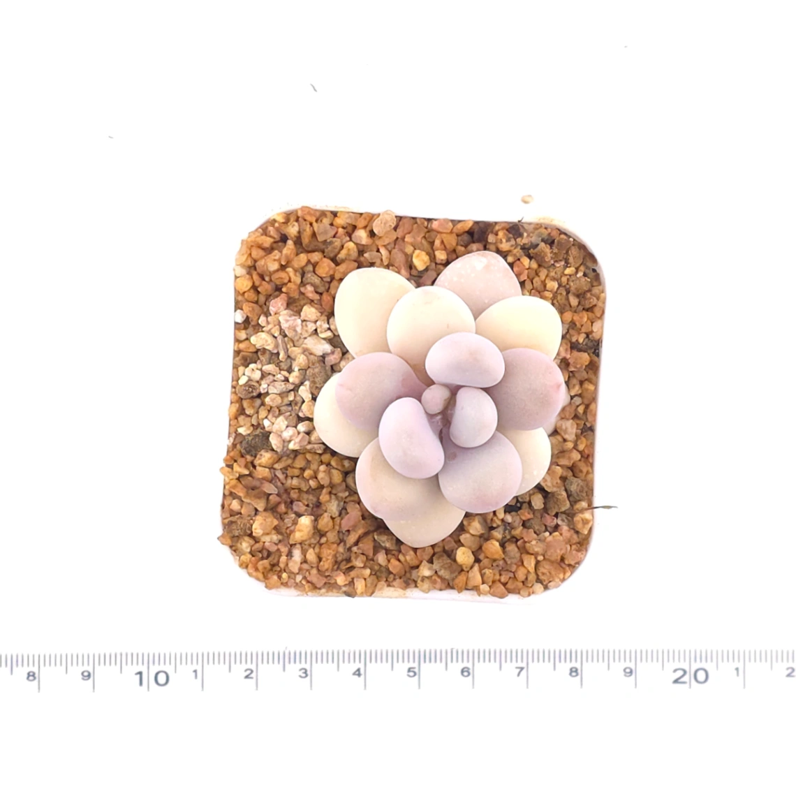 Graptopetalum amethystinum ‘Lavender Pebbles / Pink Moonstone’ | 桃蛋 thumbnail 4