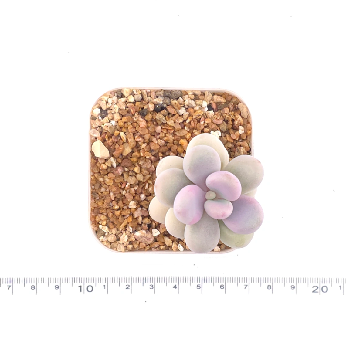 Graptopetalum amethystinum ‘Lavender Pebbles / Pink Moonstone’ | 桃蛋 thumbnail 4