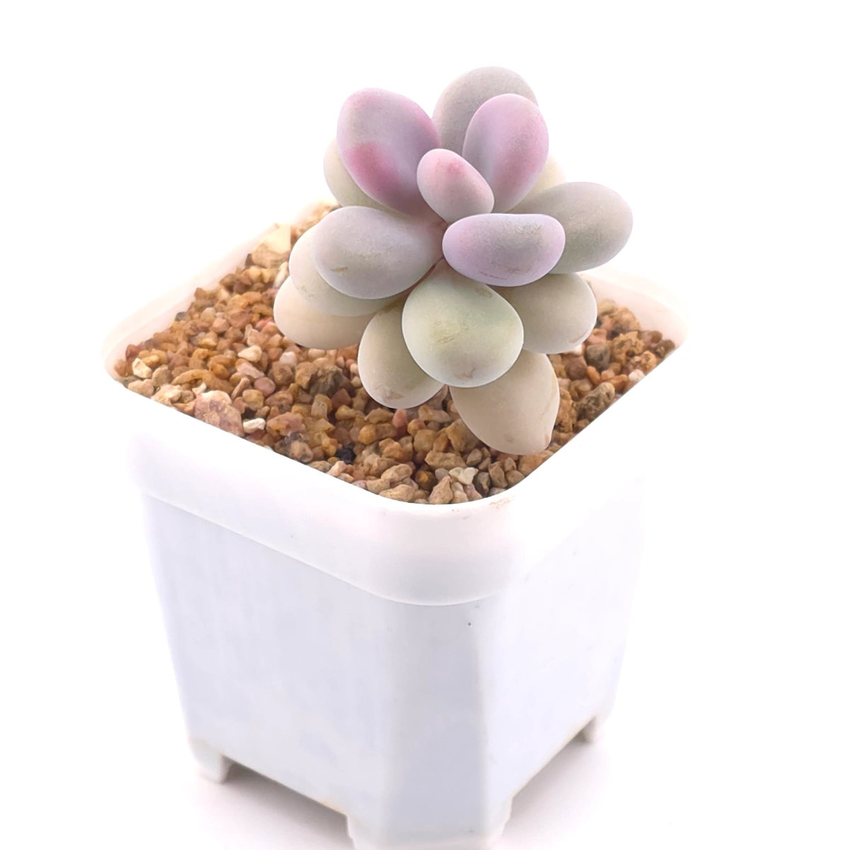 Graptopetalum amethystinum ‘Lavender Pebbles / Pink Moonstone’ | 桃蛋 thumbnail 2