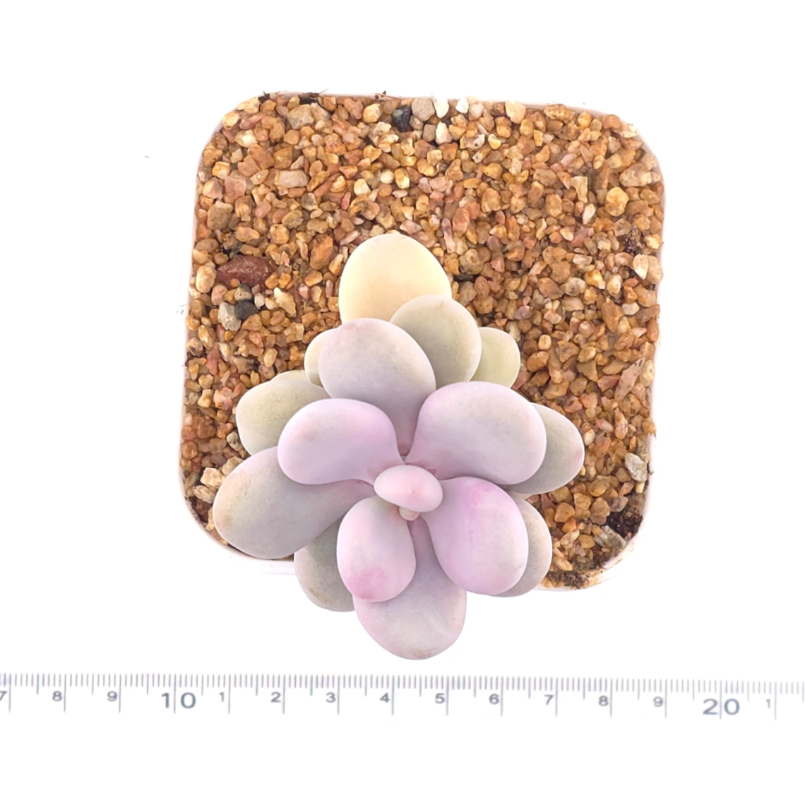 Graptopetalum amethystinum ‘Lavender Pebbles / Pink Moonstone’ | 桃蛋 thumbnail 4