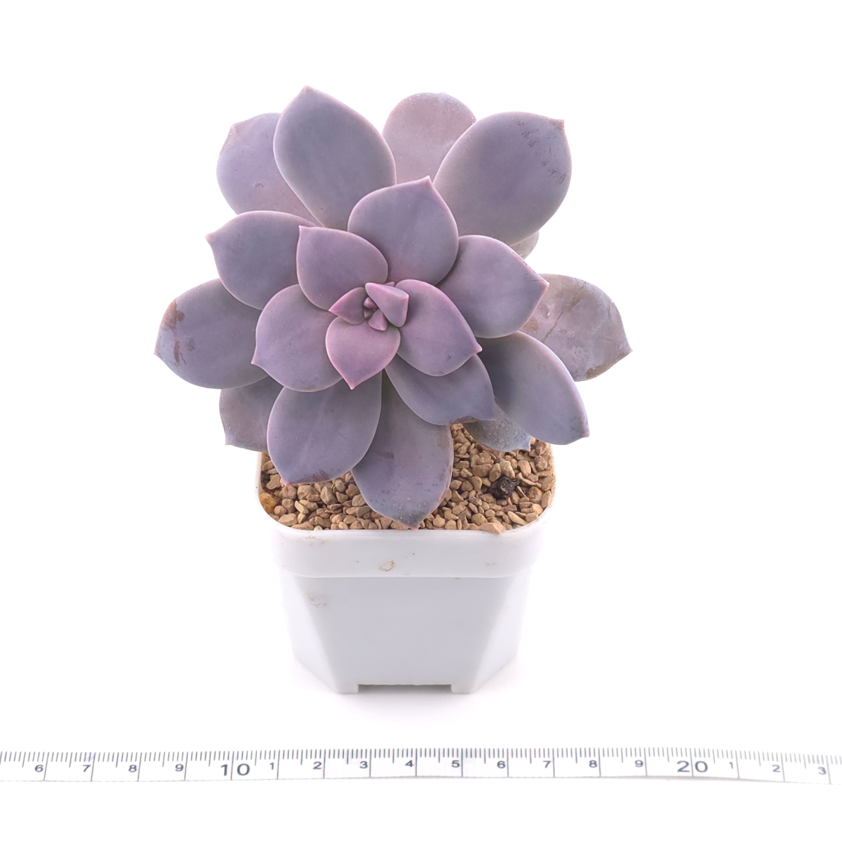 Graptopetalum pentandrum superbum | 華麗風車 thumbnail 3