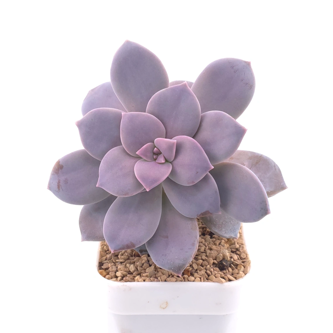 Graptopetalum pentandrum superbum | 華麗風車 thumbnail 2