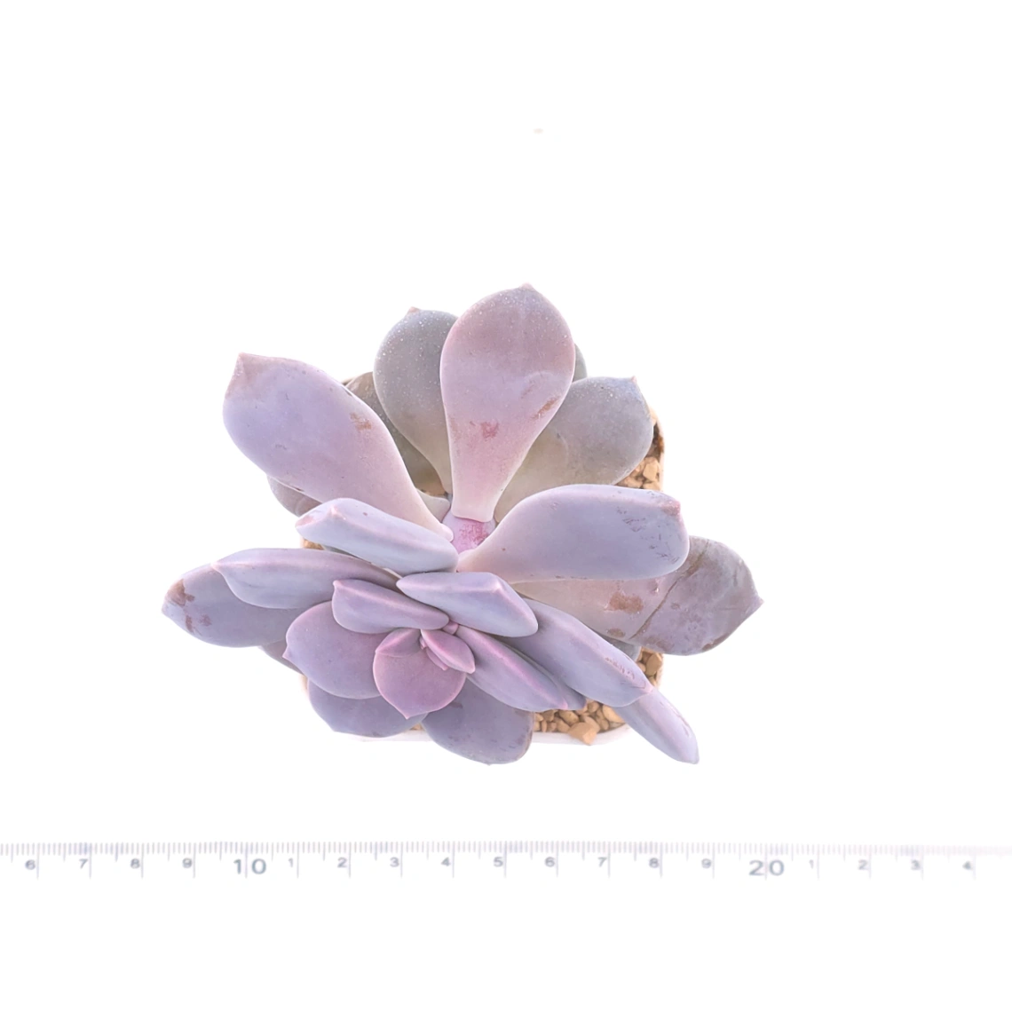 Graptopetalum pentandrum superbum | 華麗風車 thumbnail 4