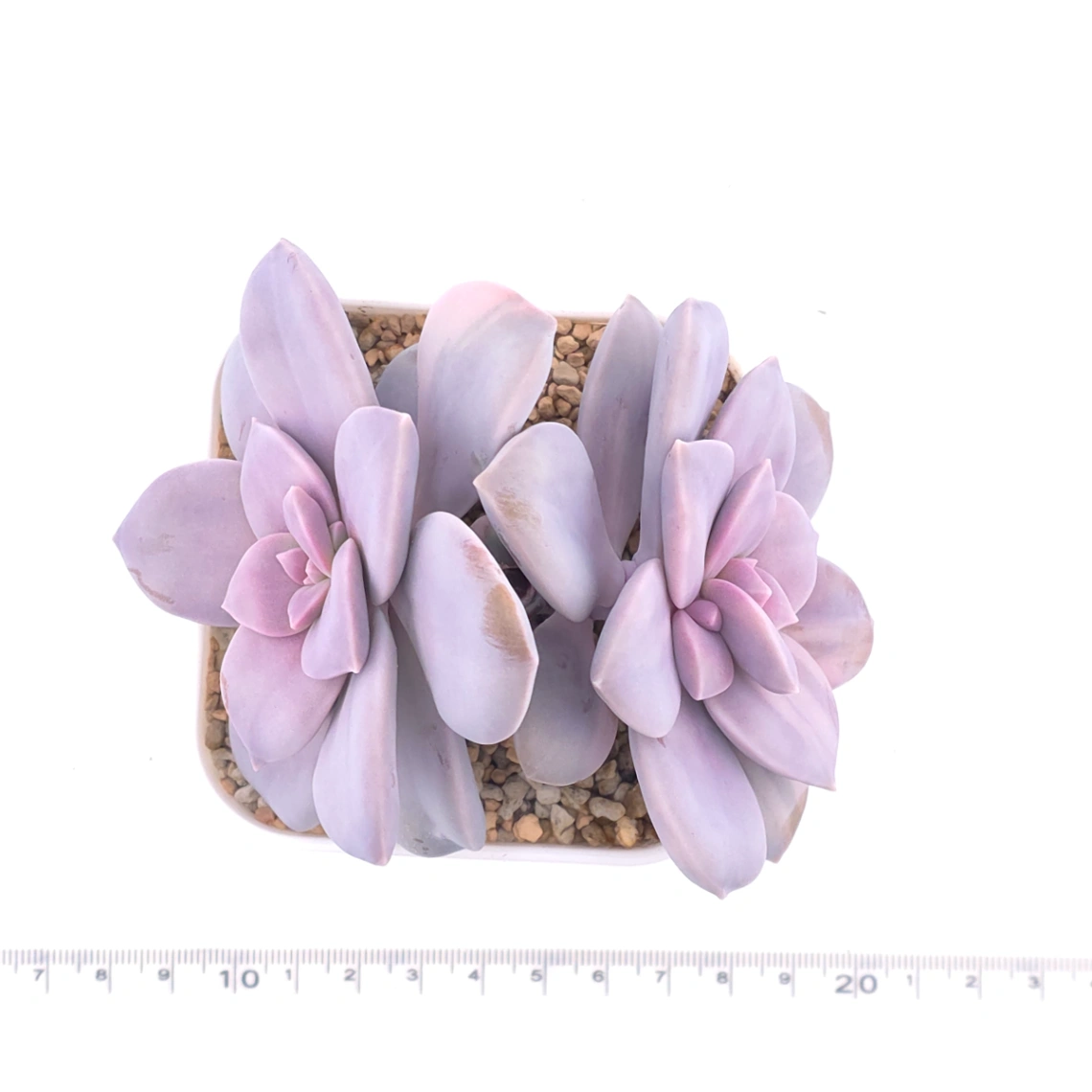 Graptopetalum pentandrum superbum variegated | 華麗風車錦 thumbnail 5