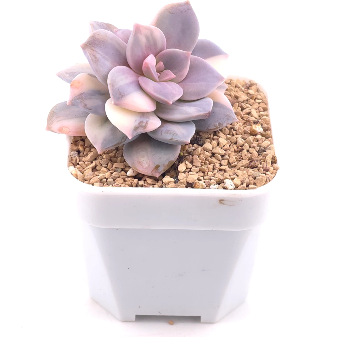 Graptopetalum pentandrum superbum variegated | 華麗風車錦 thumbnail 2