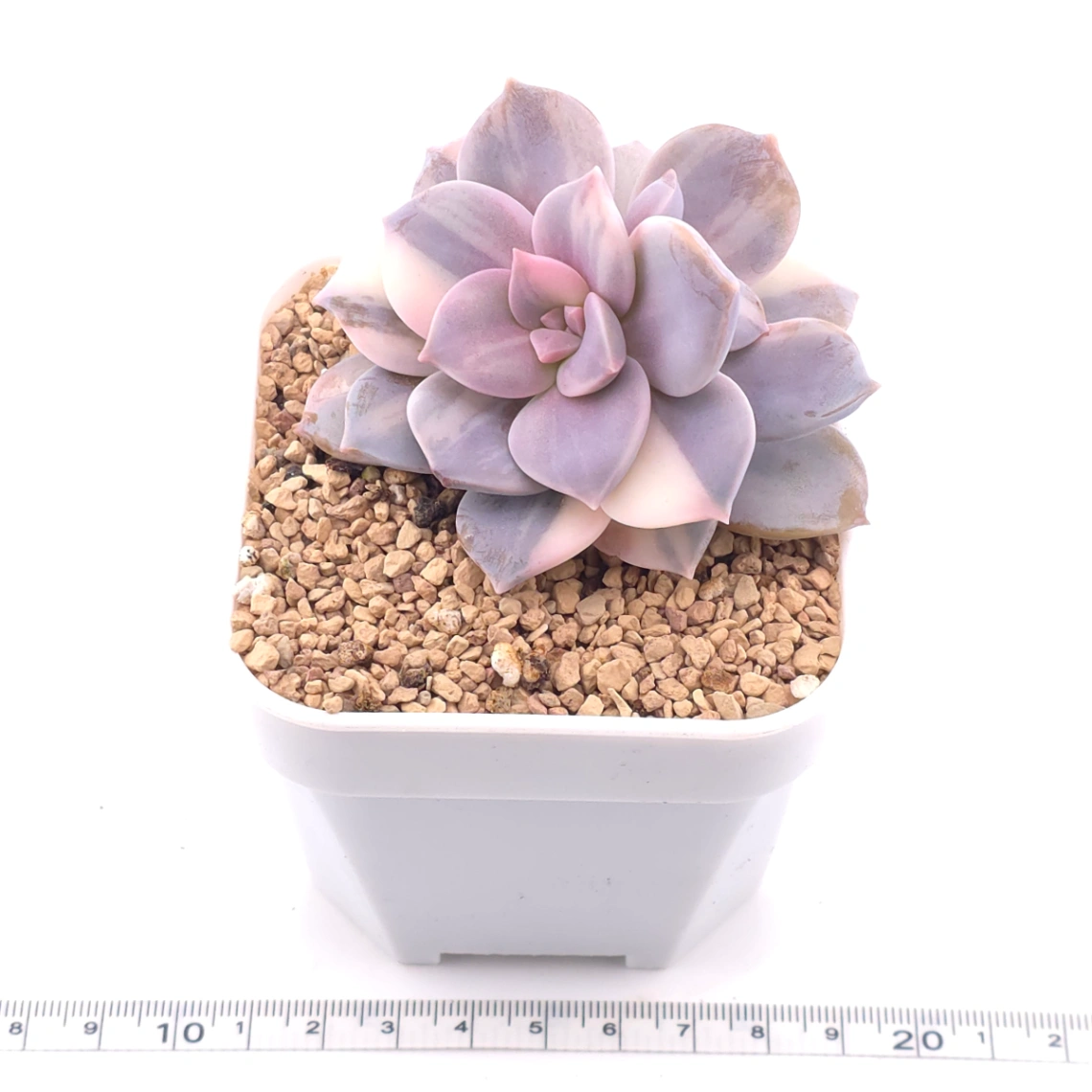Graptopetalum pentandrum superbum variegated | 華麗風車錦 thumbnail 3