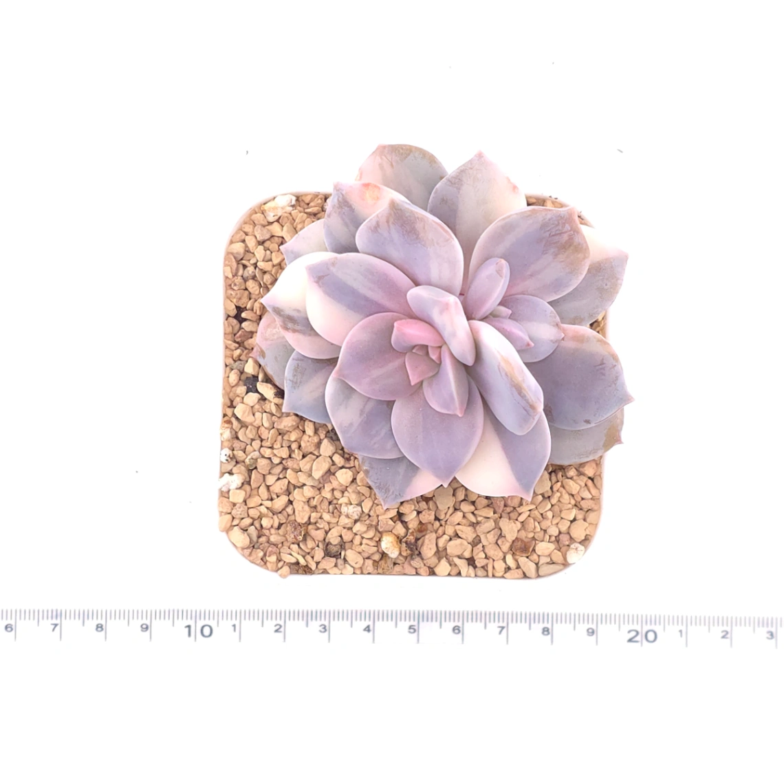 Graptopetalum pentandrum superbum variegated | 華麗風車錦 thumbnail 4