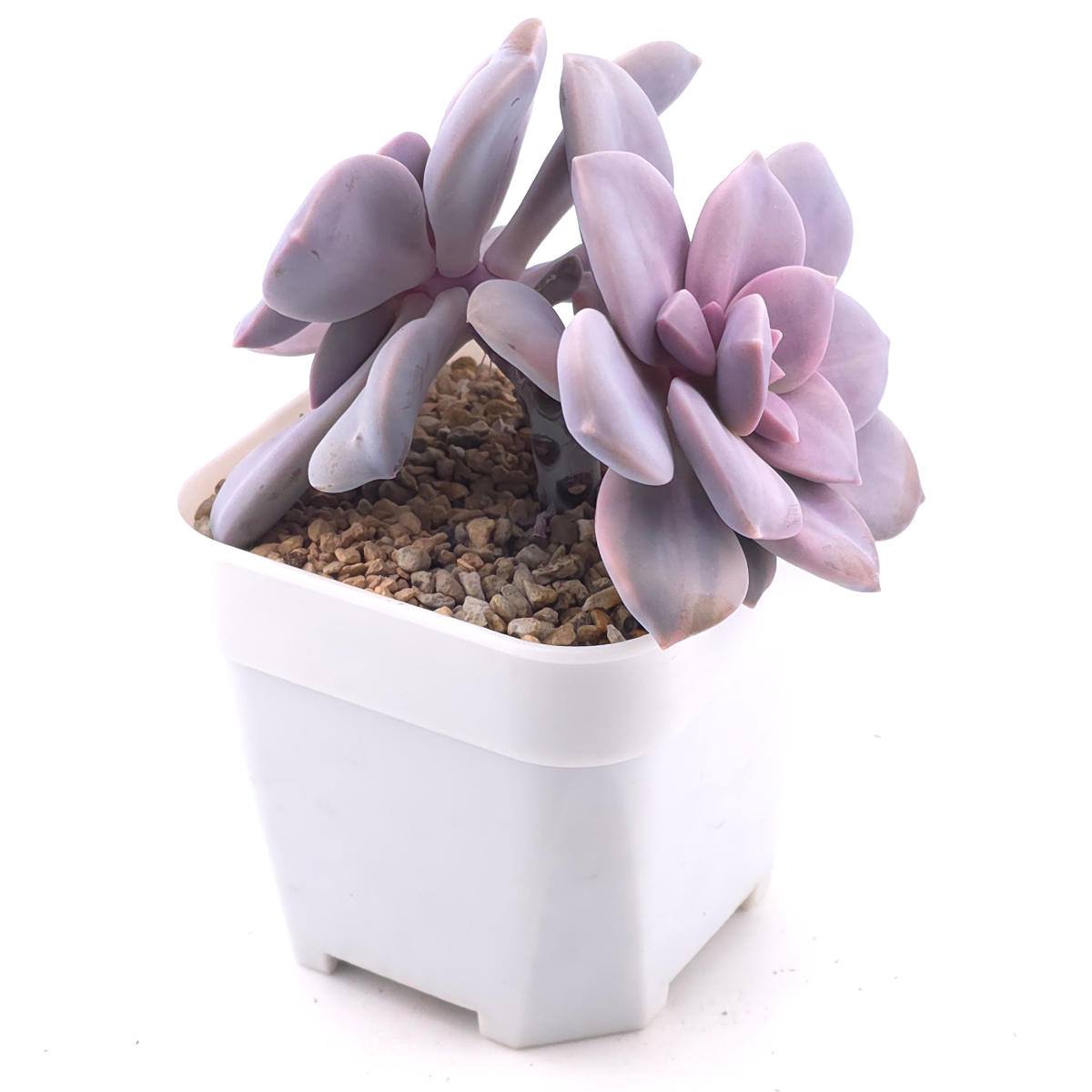 Graptopetalum pentandrum superbum variegated | 華麗風車錦 thumbnail 3