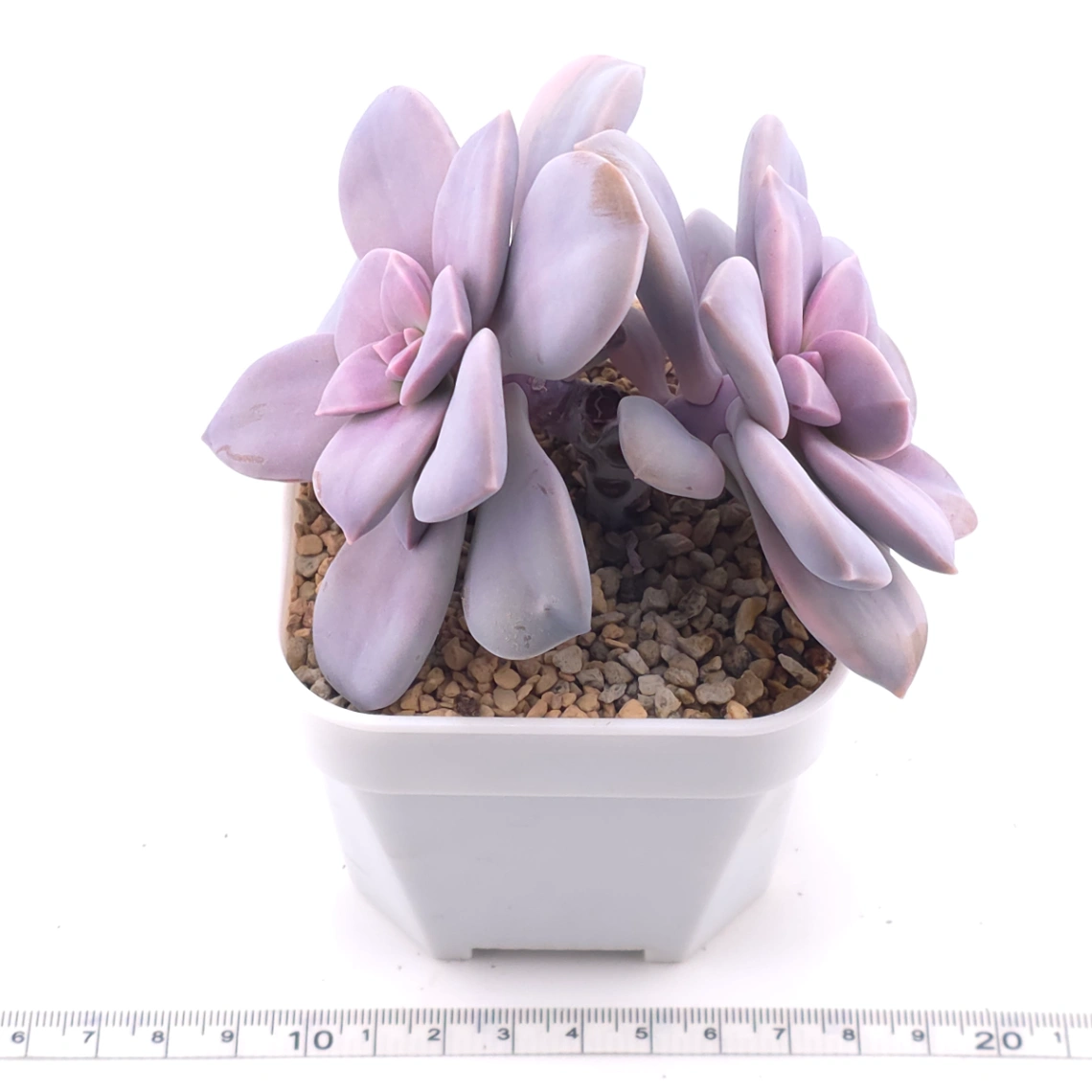 Graptopetalum pentandrum superbum variegated | 華麗風車錦 thumbnail 4