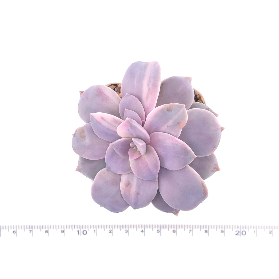 Graptopetalum pentandrum superbum variegated | 華麗風車錦 thumbnail 4