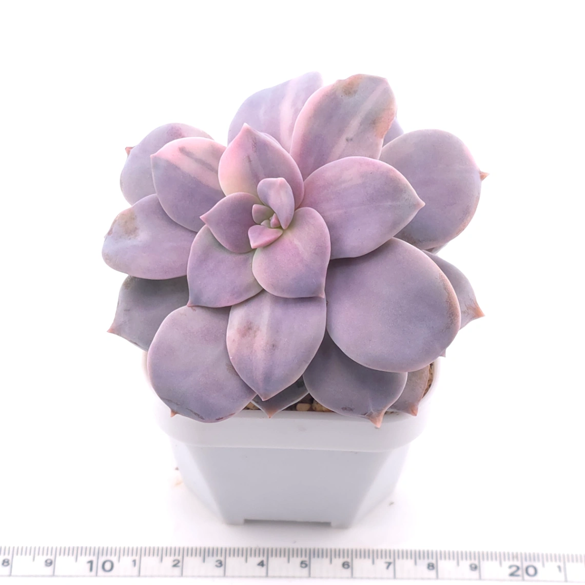 Graptopetalum pentandrum superbum variegated | 華麗風車錦 thumbnail 3