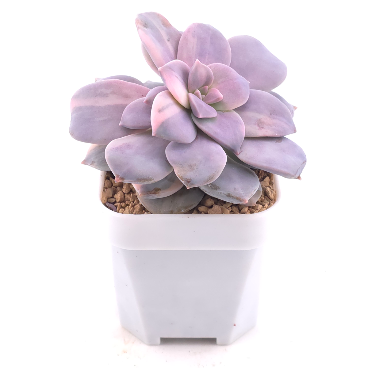 Graptopetalum pentandrum superbum variegated | 華麗風車錦 thumbnail 2