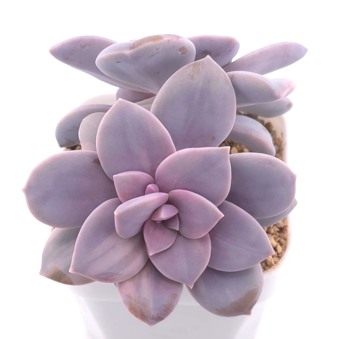 Graptopetalum pentandrum superbum variegated | 華麗風車錦 thumbnail 2