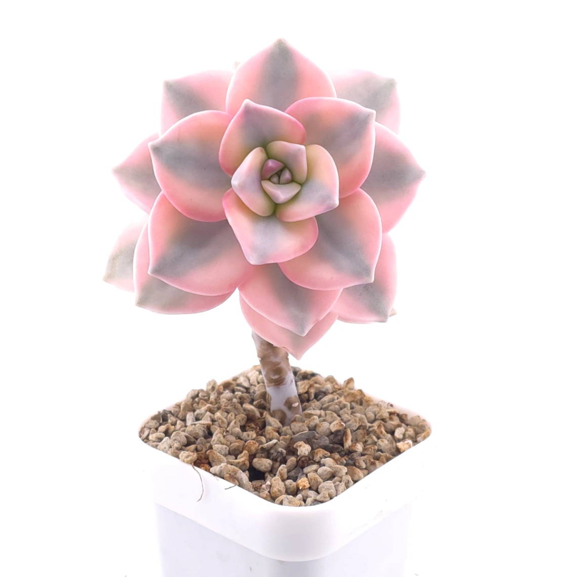 Graptopetalum ‘Purple Delight’ variegated | 紫樂錦 thumbnail 2