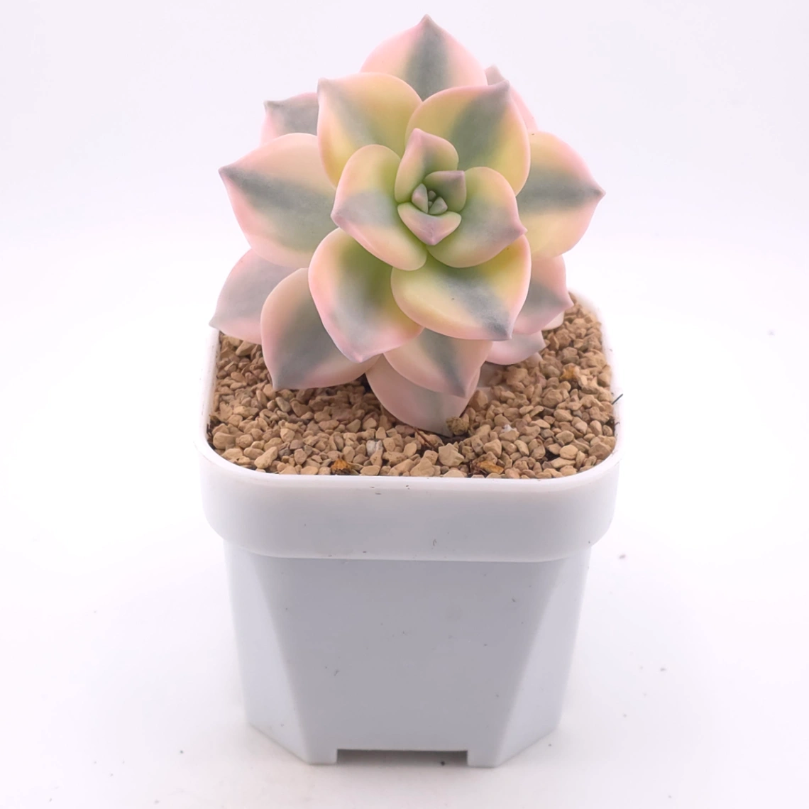 Graptopetalum ‘Purple Delight’ variegated | 紫樂錦 thumbnail 2