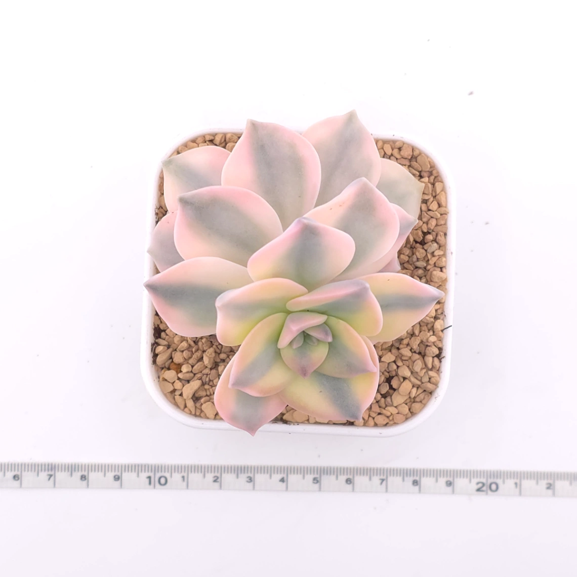 Graptopetalum ‘Purple Delight’ variegated | 紫樂錦 thumbnail 4
