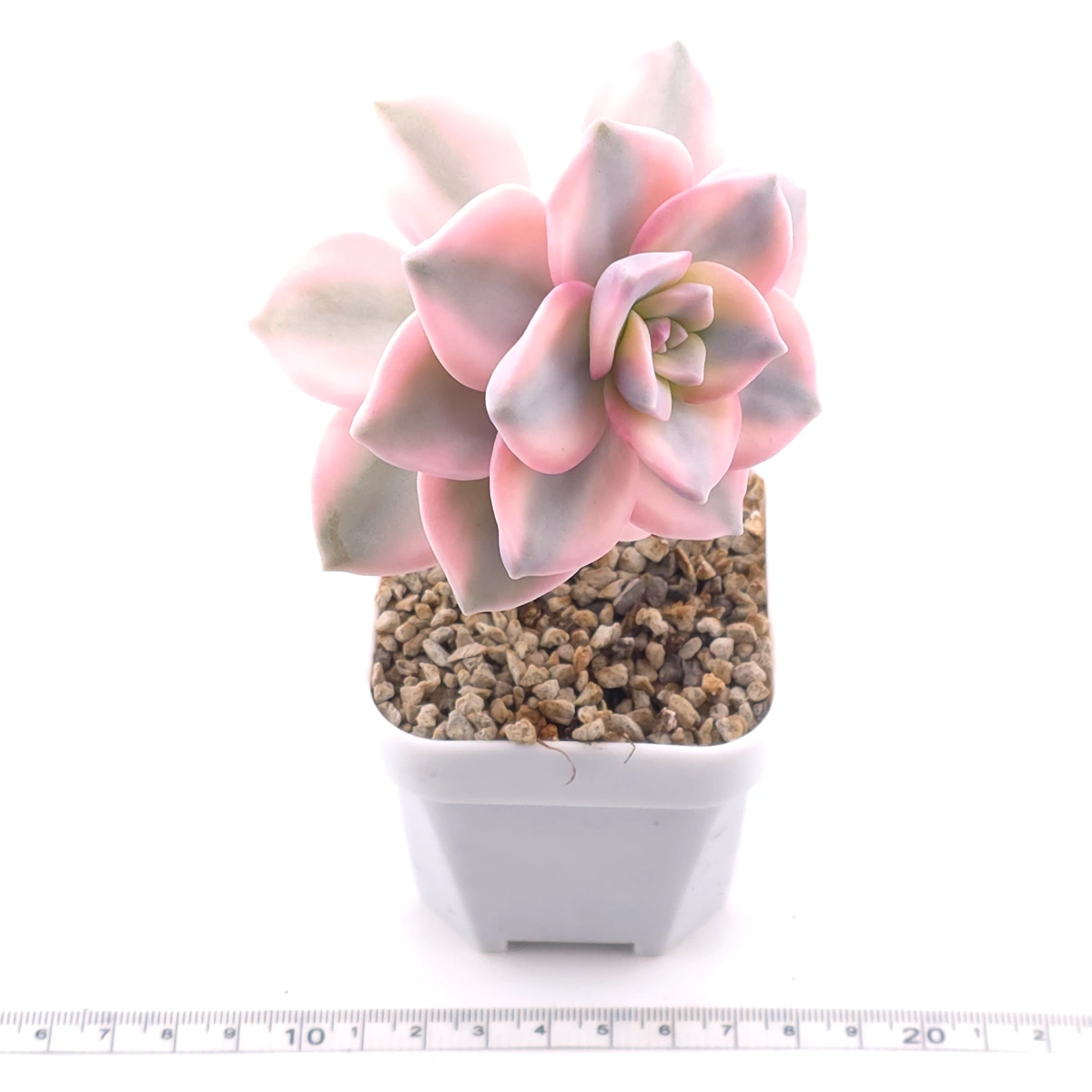 Graptopetalum ‘Purple Delight’ variegated | 紫樂錦 thumbnail 3