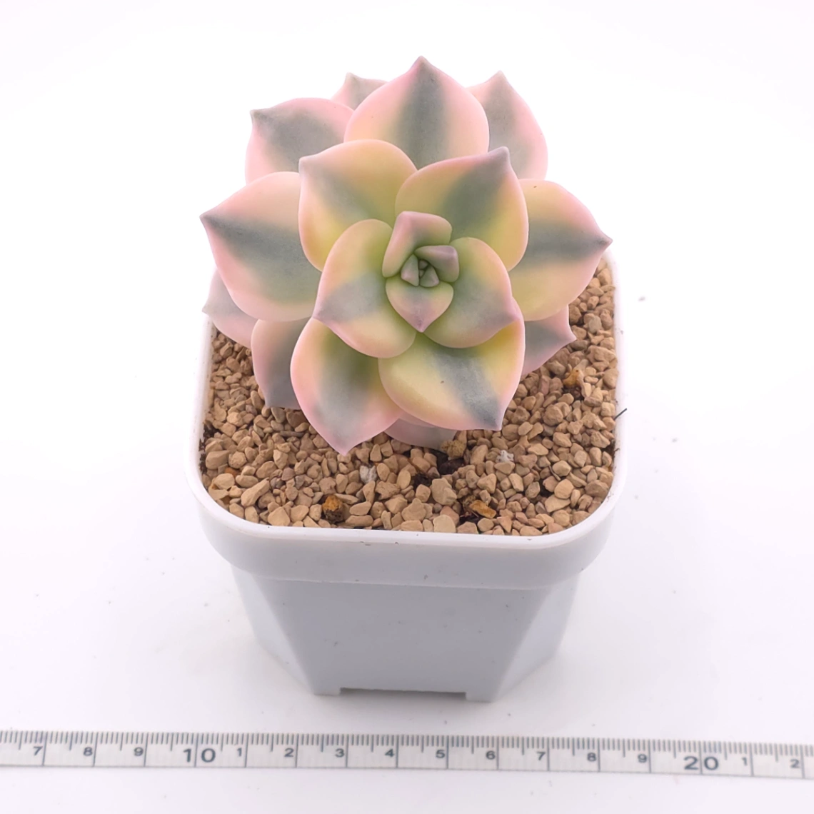 Graptopetalum ‘Purple Delight’ variegated | 紫樂錦 thumbnail 3