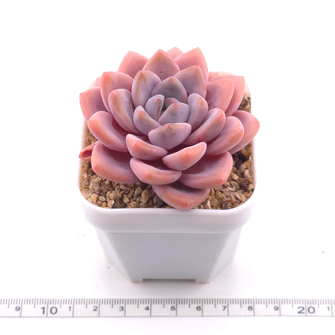 Graptopetalum ‘Spotted Deer’ | 花斑鹿 thumbnail 3