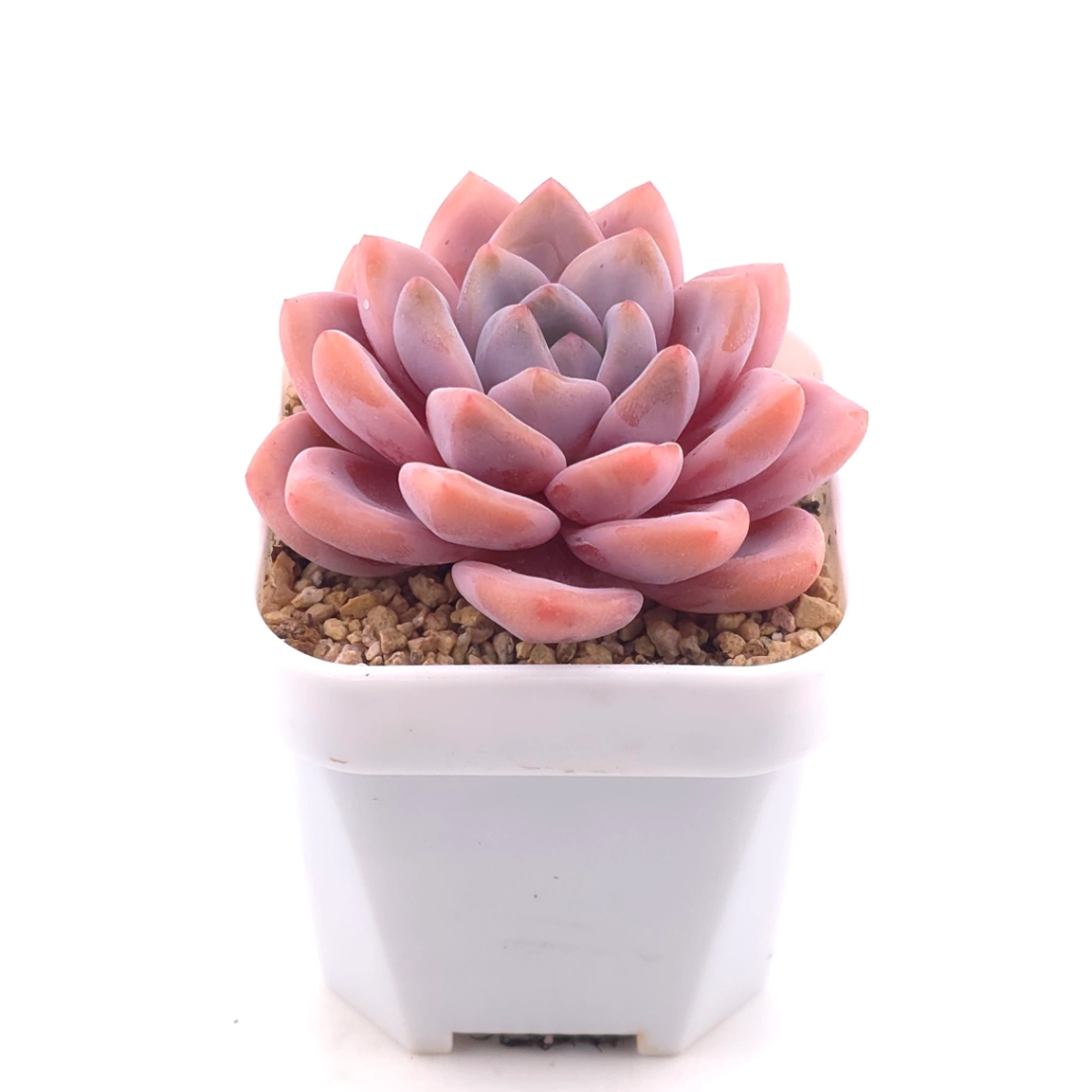 Graptopetalum ‘Spotted Deer’ | 花斑鹿 thumbnail 2