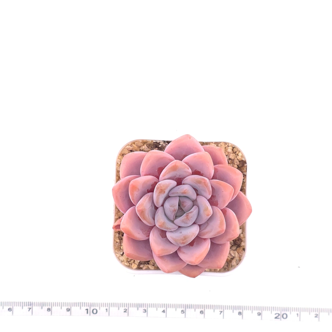 Graptopetalum ‘Spotted Deer’ | 花斑鹿 thumbnail 4