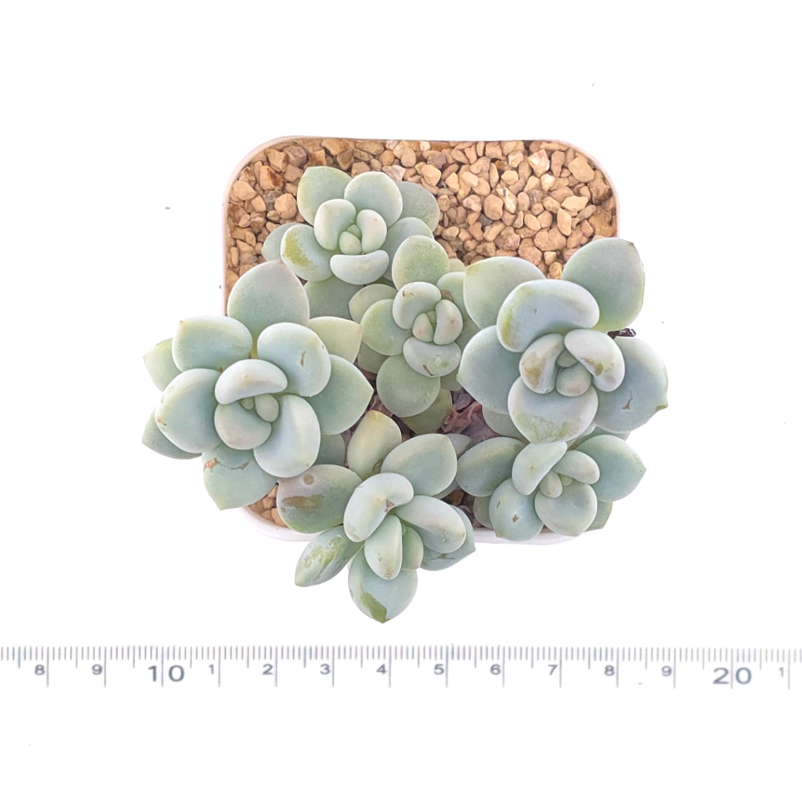 Graptosedum ‘Miul / Luo Goddess’ | 洛神 thumbnail 6