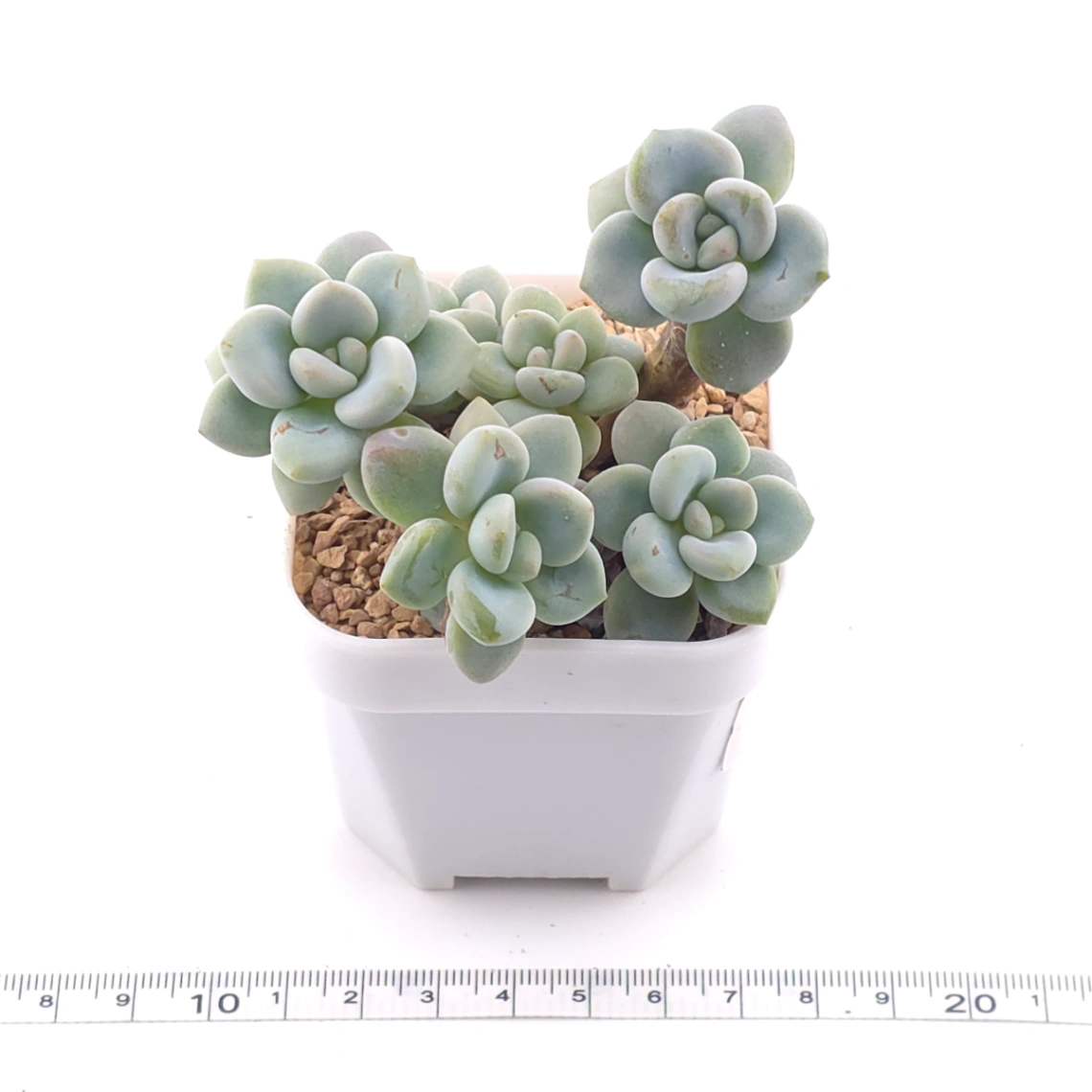 Graptosedum ‘Miul / Luo Goddess’ | 洛神 thumbnail 3
