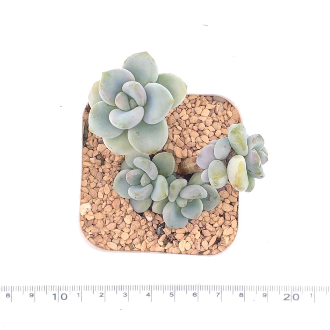 Graptosedum ‘Miul / Luo Goddess’ | 洛神 thumbnail 4