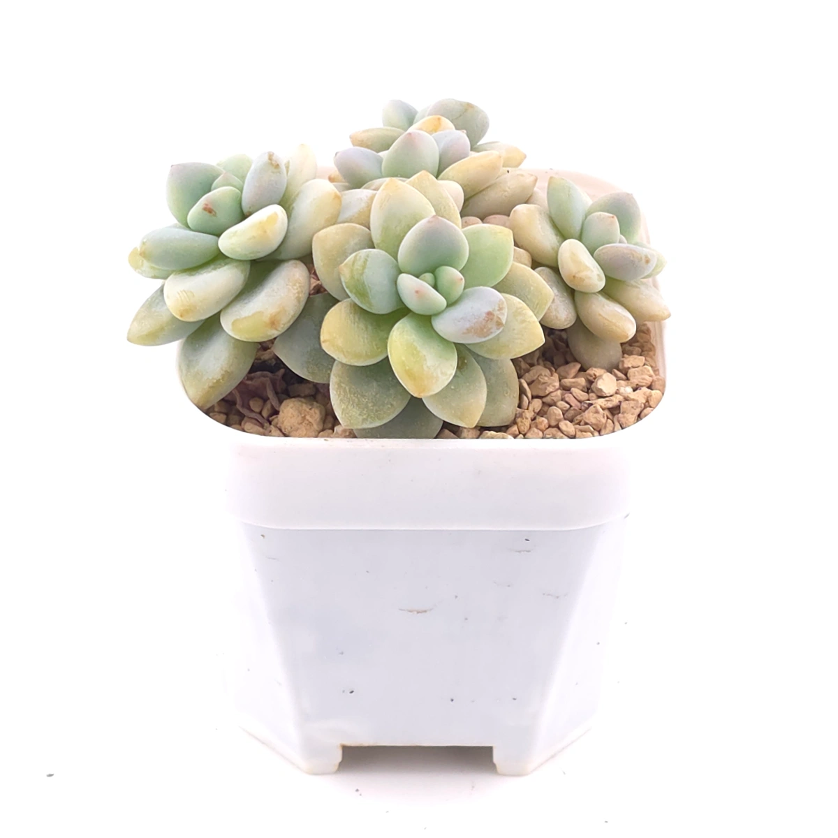Graptosedum ‘Miul / Luo Goddess’ | 洛神 thumbnail 2