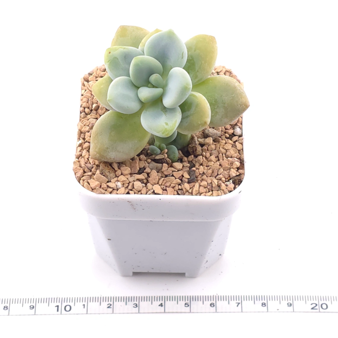 Graptosedum ‘Miul / Luo Goddess’ | 洛神 thumbnail 3