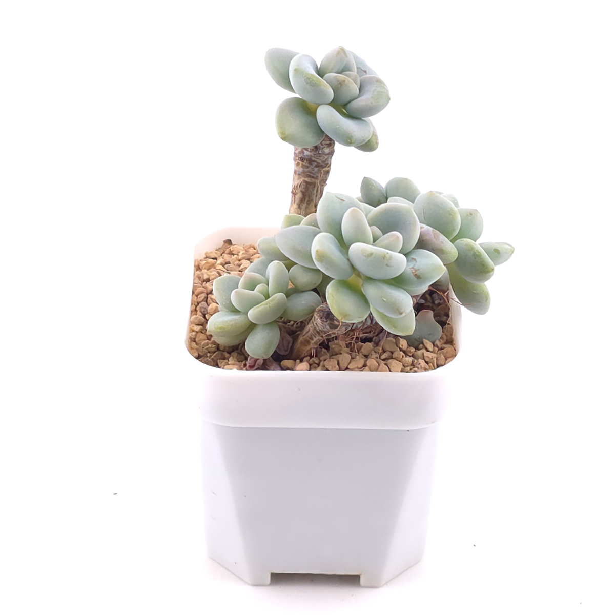 Graptosedum ‘Miul / Luo Goddess’ | 洛神 thumbnail 2