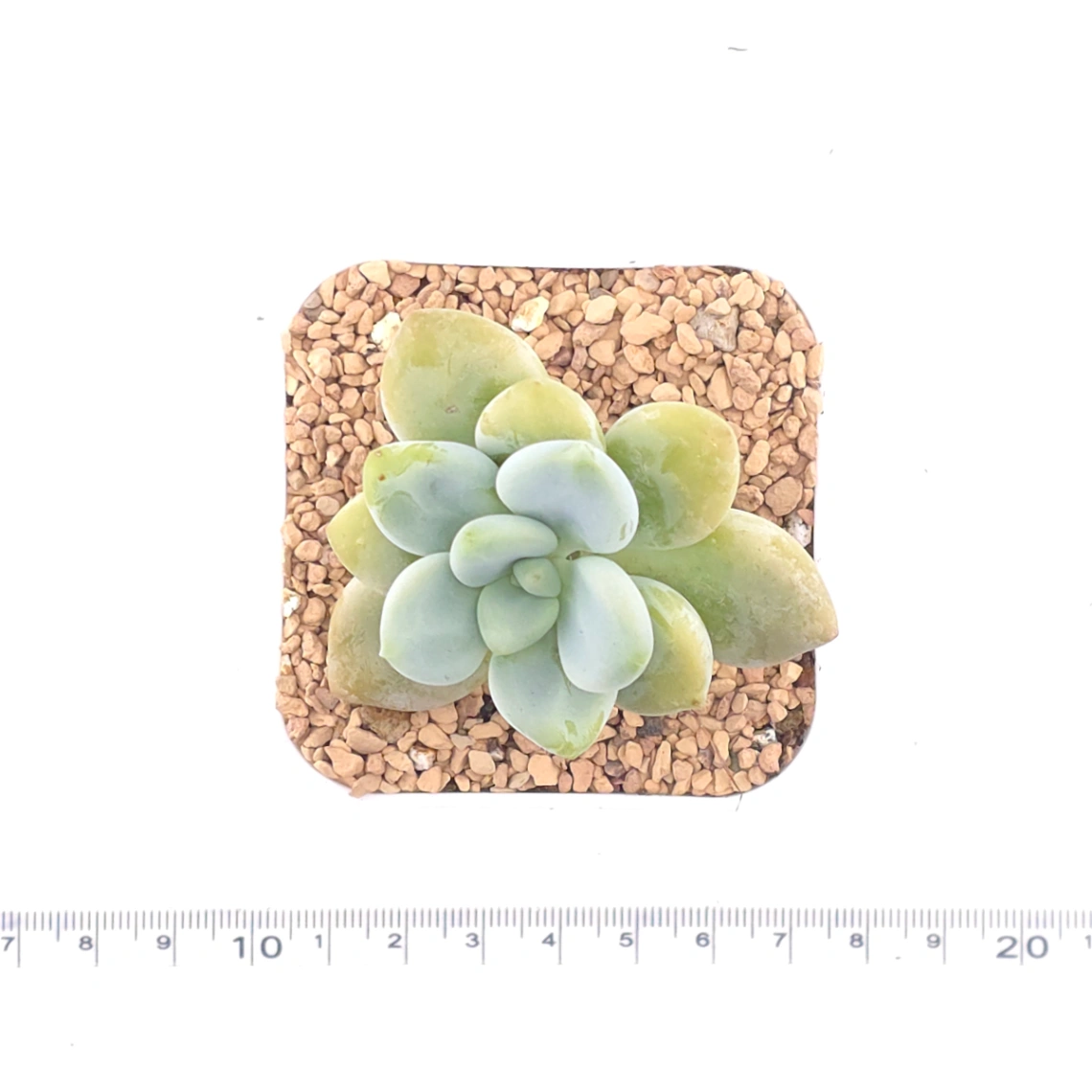 Graptosedum ‘Miul / Luo Goddess’ | 洛神 thumbnail 4