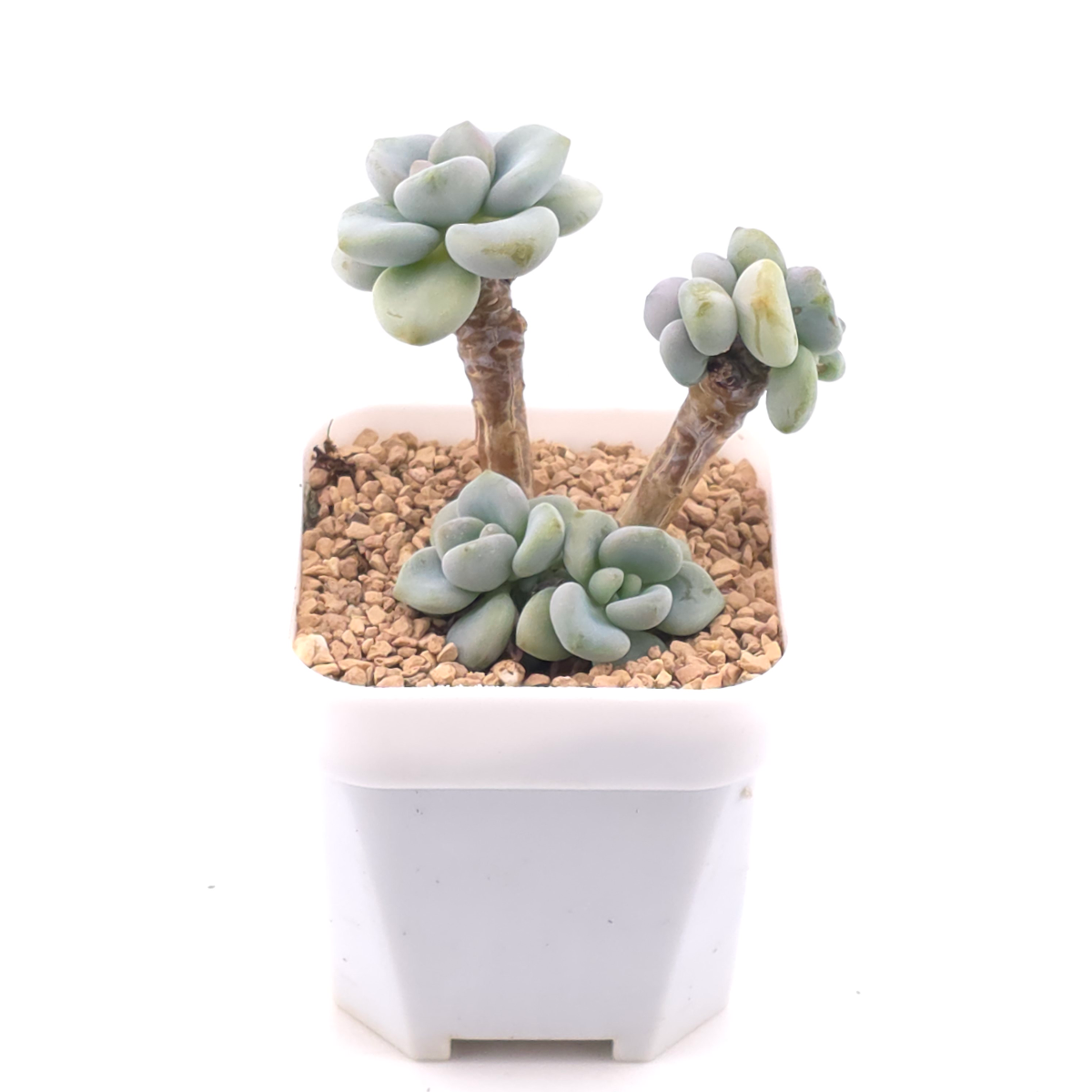 Graptosedum ‘Miul / Luo Goddess’ | 洛神 thumbnail 2