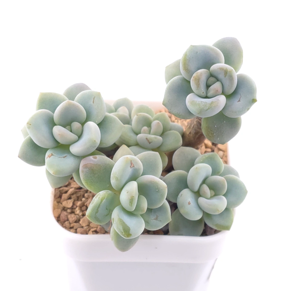 Graptosedum ‘Miul / Luo Goddess’ | 洛神 thumbnail 4