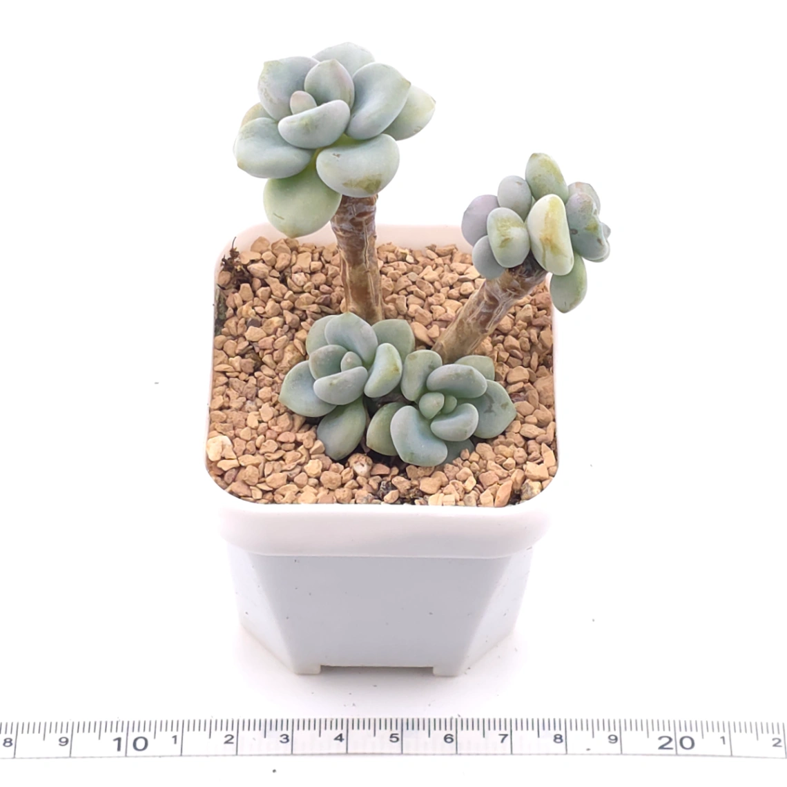 Graptosedum ‘Miul / Luo Goddess’ | 洛神 thumbnail 3
