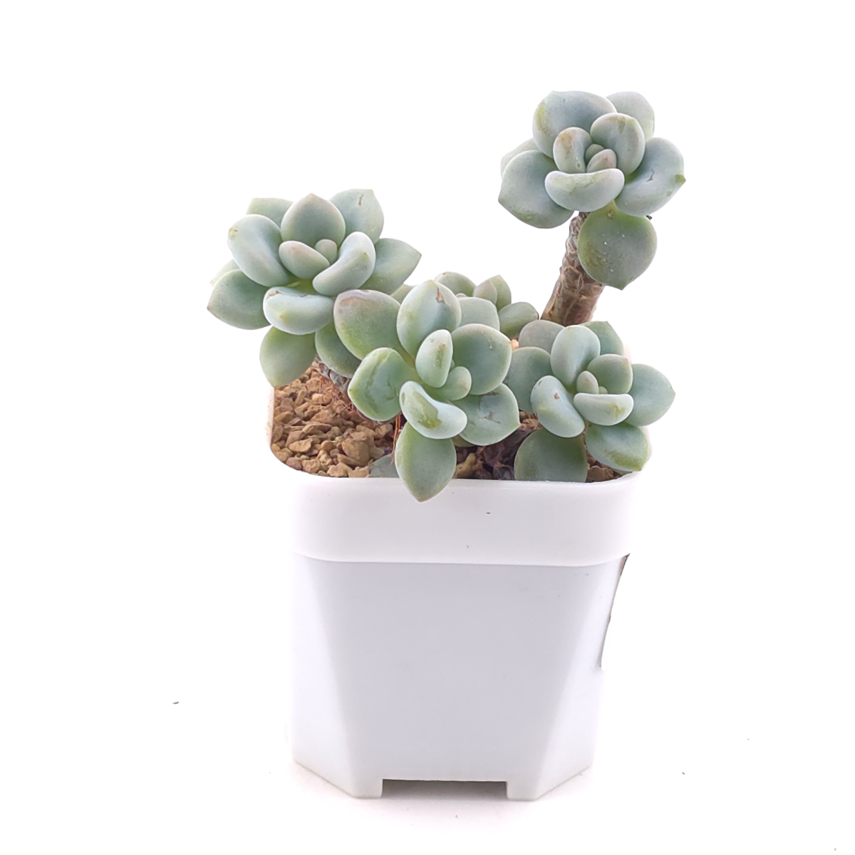 Graptosedum ‘Miul / Luo Goddess’ | 洛神 thumbnail 5
