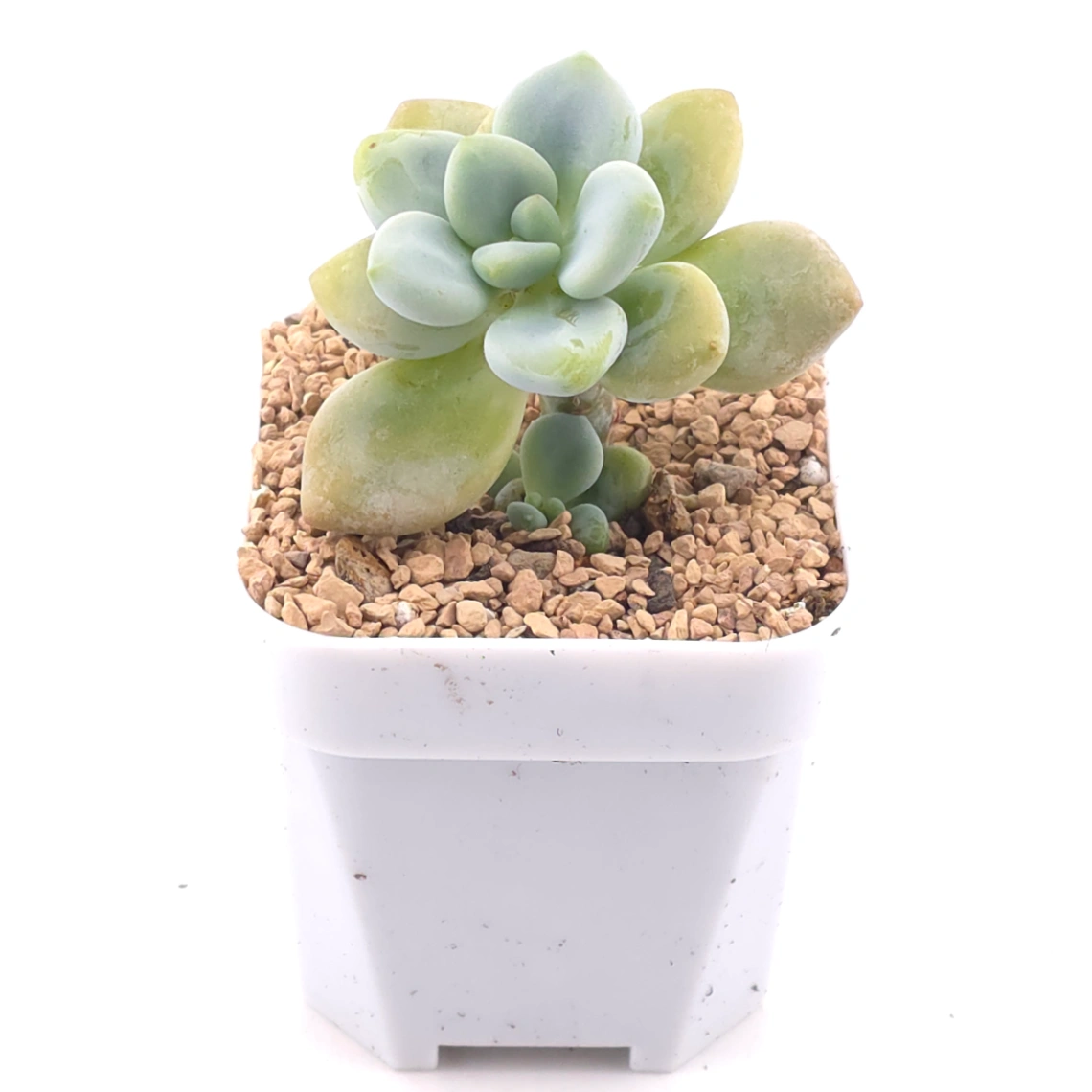 Graptosedum ‘Miul / Luo Goddess’ | 洛神 thumbnail 2
