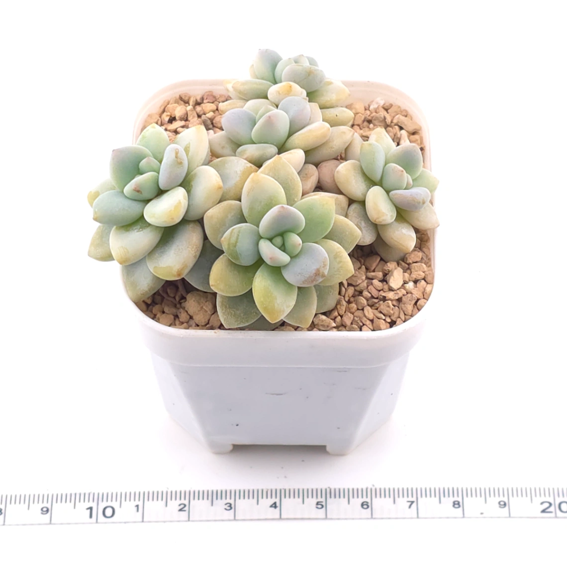 Graptosedum ‘Miul / Luo Goddess’ | 洛神 thumbnail 3