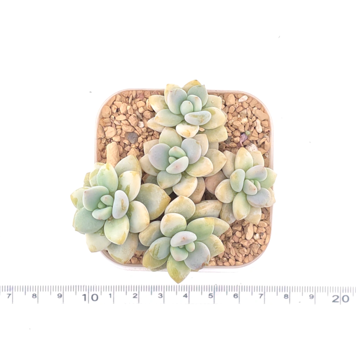 Graptosedum ‘Miul / Luo Goddess’ | 洛神 thumbnail 4