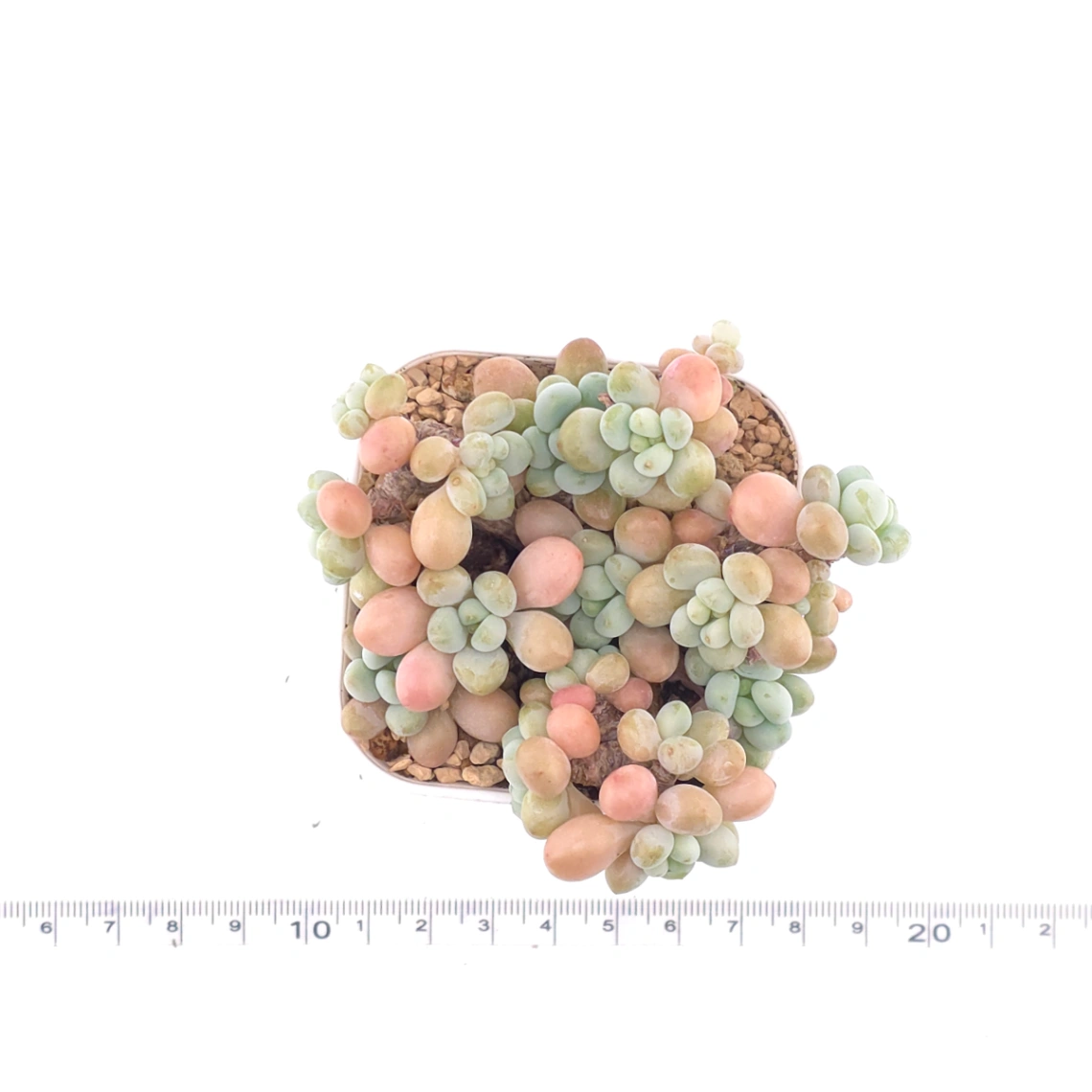 Graptosedum ‘Rococo’ | 洛可可 thumbnail 4