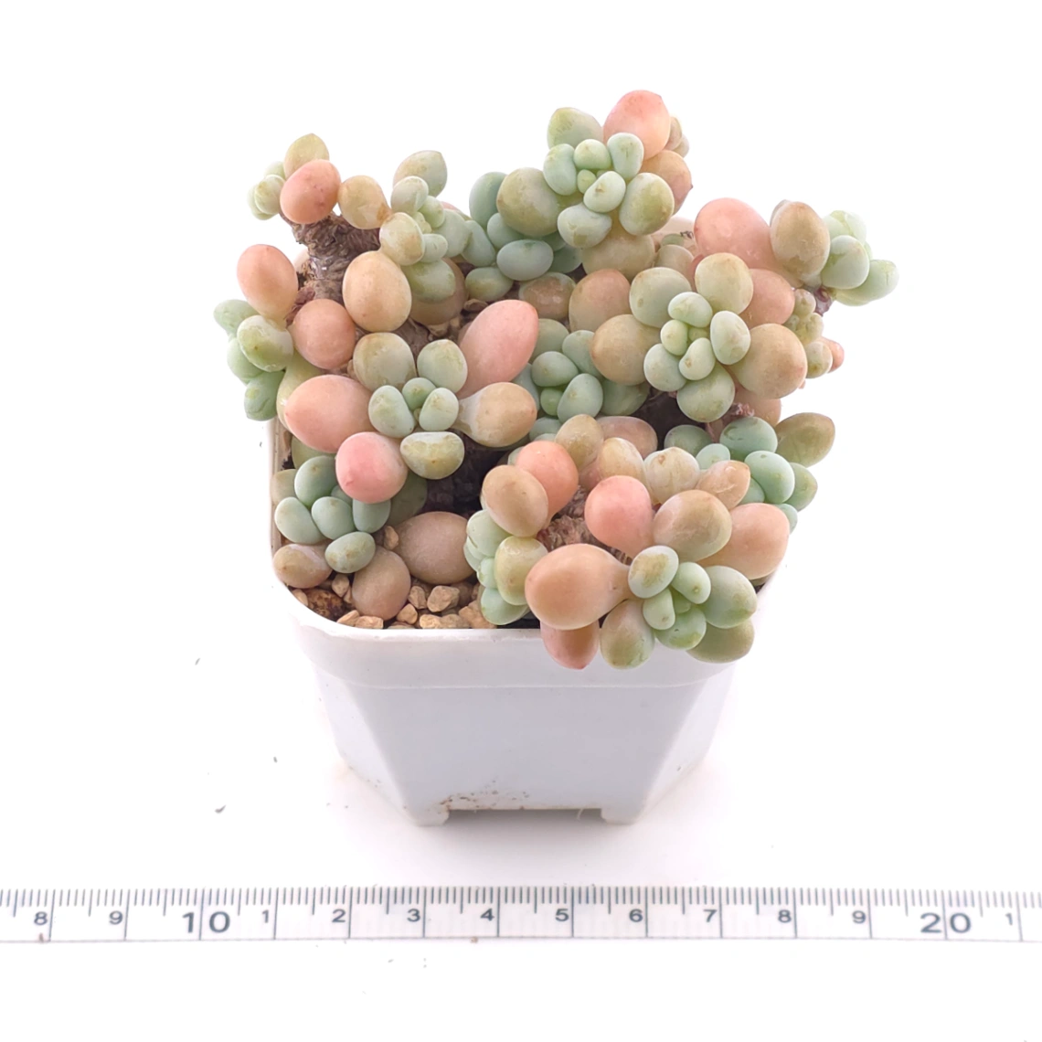 Graptosedum ‘Rococo’ | 洛可可 thumbnail 3